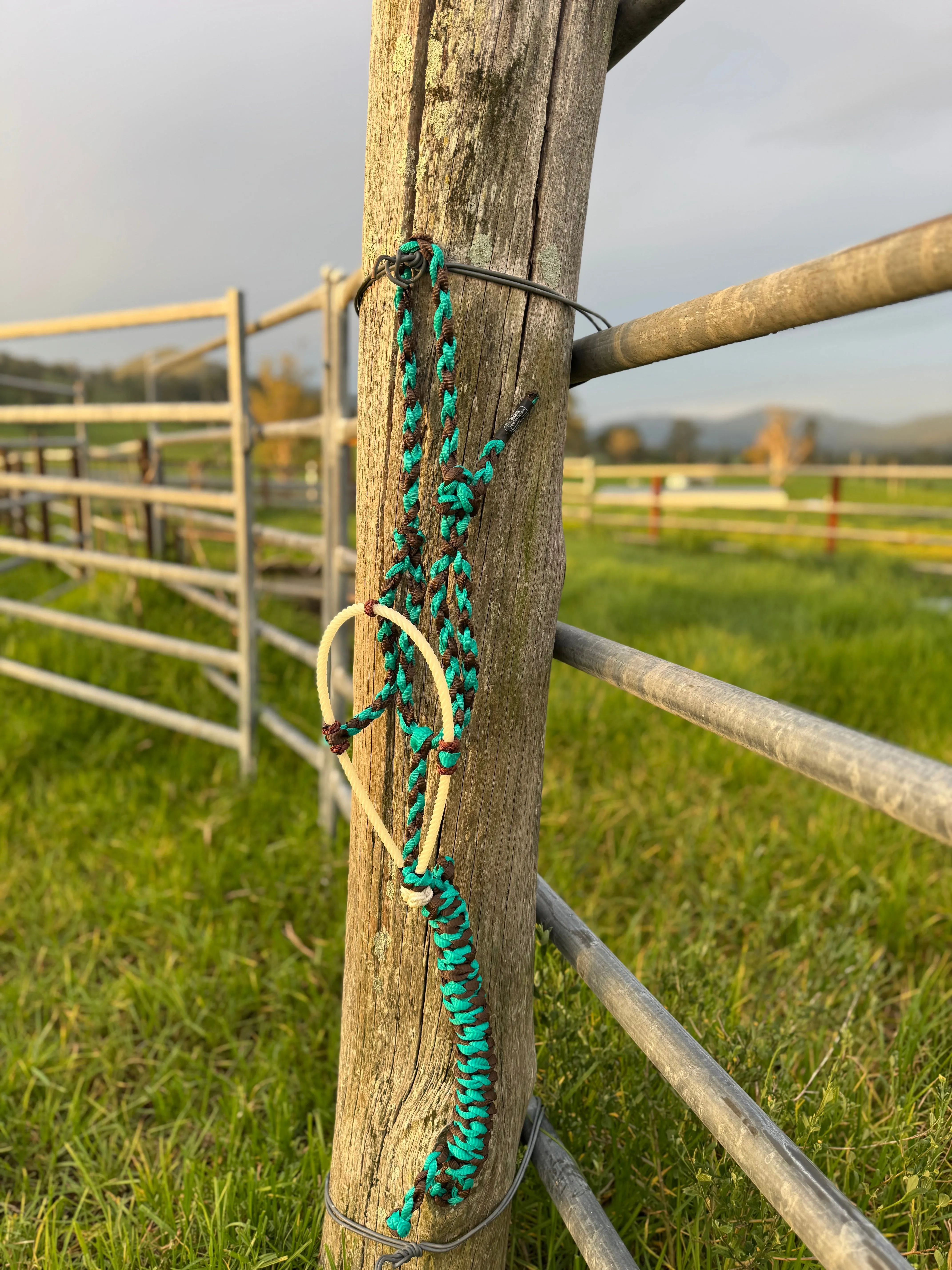 Cowboy Halters with Lariat Noseband - Aqua & Brown